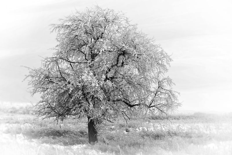 яблоня зимойphoto preview