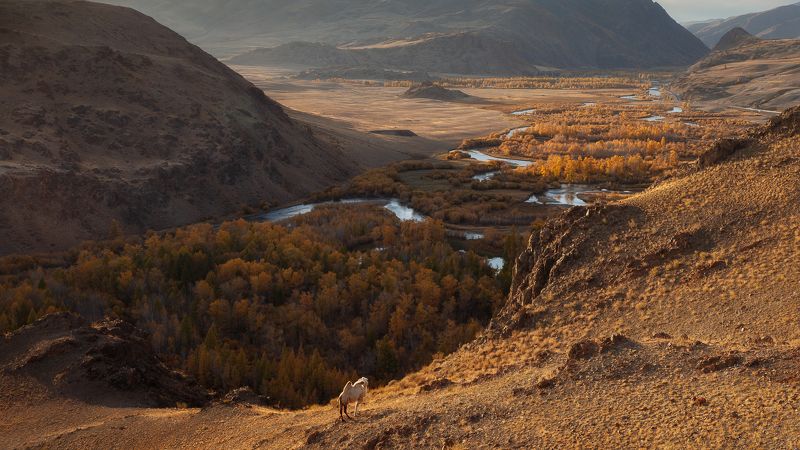 Алтай Красная горка. Алтай.photo preview