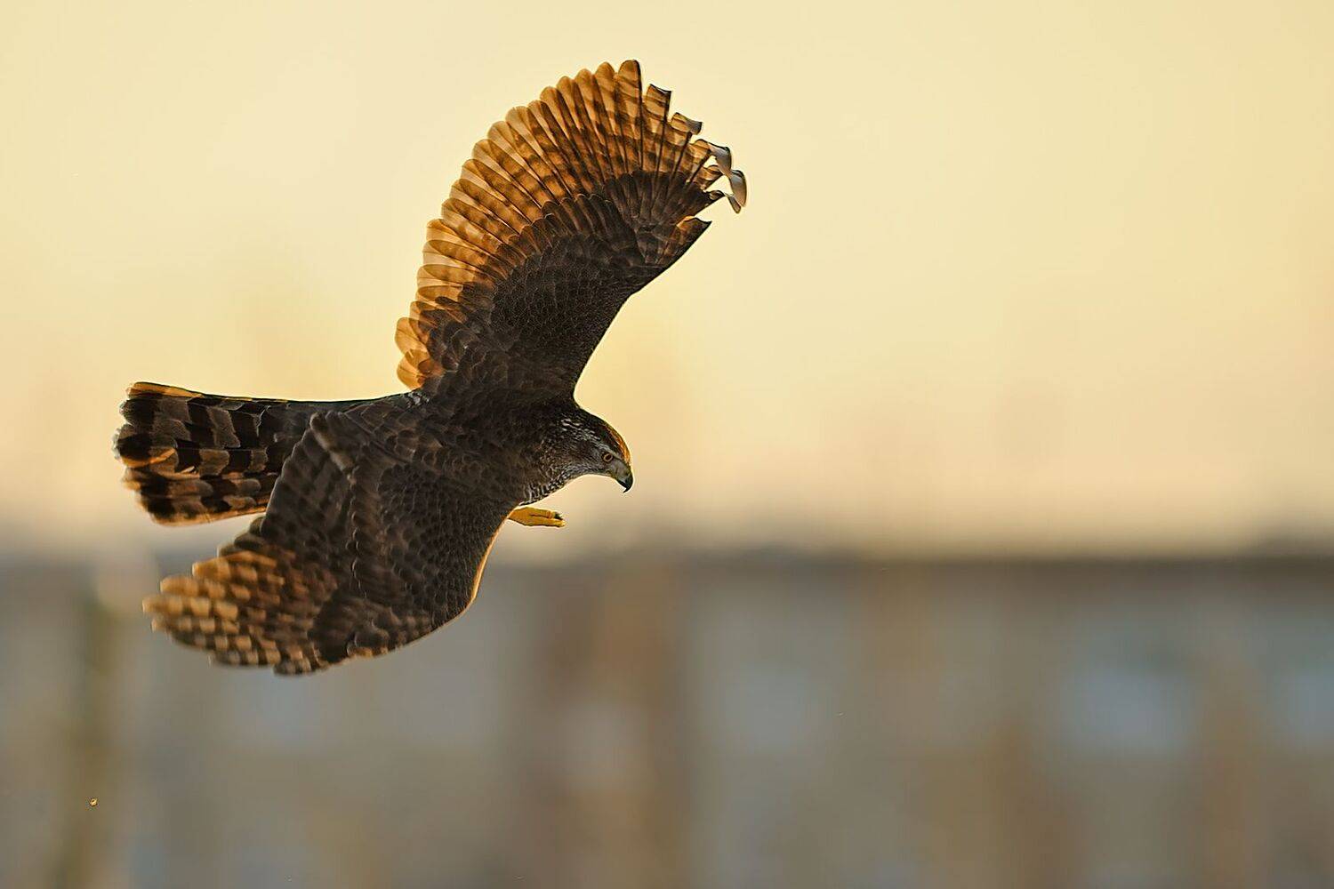 Ястреб тетеревятник.. Автор: Калинин Михаил , Калинин Михаил