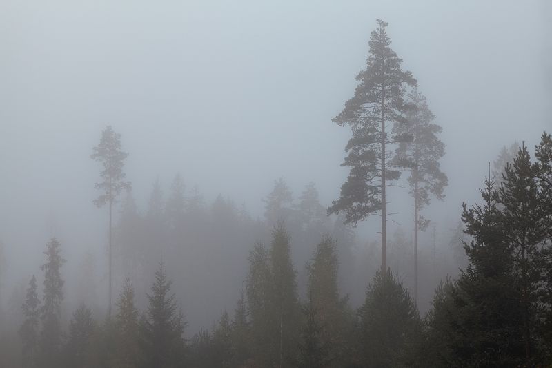 fog, tree, nature, russia In the fogphoto preview