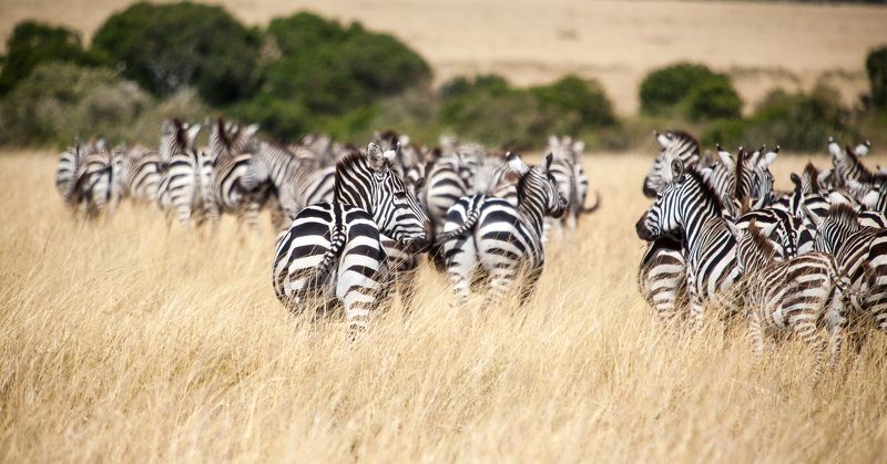 Zebras фото превью