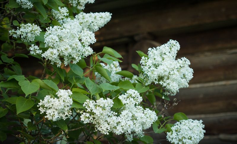 сирень, деревня, дерево, стена photo preview