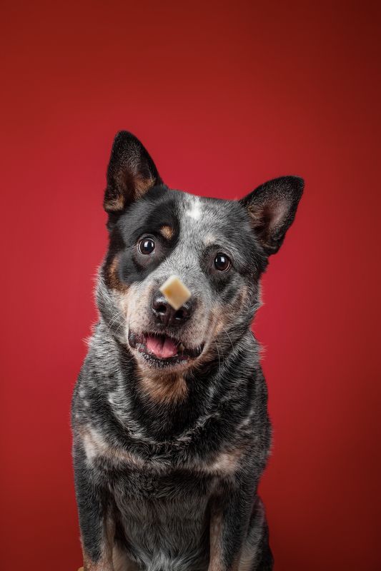 Австралийский хилерphoto preview