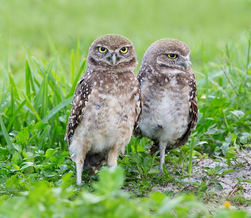 owl, burrowing owl,сыч, флорида,florida, хищные птицы Сычики - Burrowing Owletphoto preview