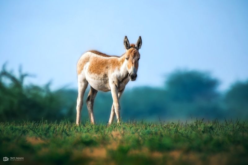 indian wild ass, equus hemionus khur, grk, greater rann of kutch, nature, 35awards, 35photo, wildlife, birds, birds of india, parth kansara, parth kansara wildlife, indian wildlife, photo, photography, kutch, birds of kutch, nakhatrana, kutch wildlife, Indian wild ass (Equus hemionus khur)photo preview