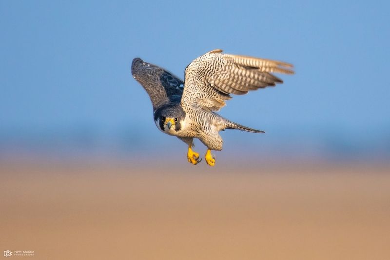 peregrine falcon, falco peregrinus, grk, greater rann of kutch, nature, 35awards, 35photo, wildlife, birds, birds of india, parth kansara, parth kansara wildlife, indian wildlife, photo, photography, kutch, birds of kutch, nakhatrana, kutch wildlife, Peregrine Falcon (Falco peregrinus)photo preview