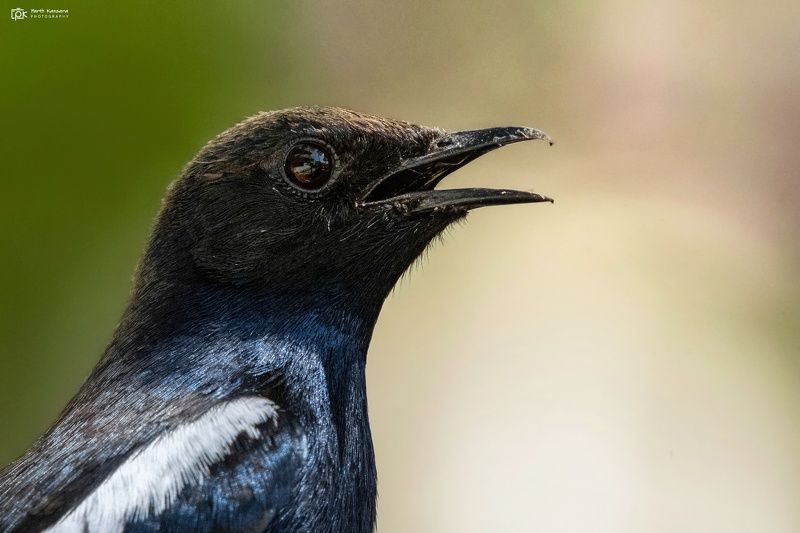 indian robin, copsychus fulicatus, grk, greater rann of kutch, nature, 35awards, 35photo, wildlife, birds, birds of india, parth kansara, parth kansara wildlife, indian wildlife, photo, photography, kutch, birds of kutch, nakhatrana, kutch wildlife, Indian Robin (Copsychus fulicatus)photo preview