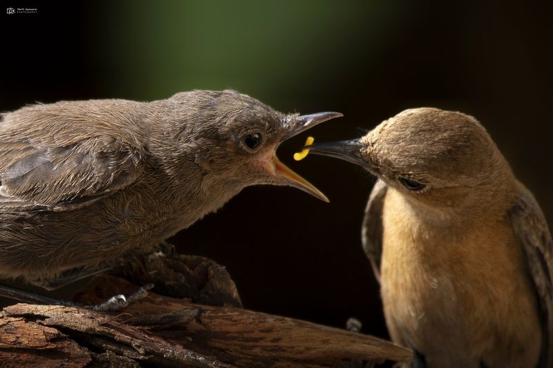 brown rock chat, indian chat, oenanthe fusca , grk, greater rann of kutch, nature, 35awards, 35photo, wildlife, birds, birds of india, parth kansara, parth kansara wildlife, indian wildlife, photo, photography, kutch, birds of kutch, nakhatrana, kutch wil Brown Rock Chat / Indian Chat (Oenanthe fusca)photo preview