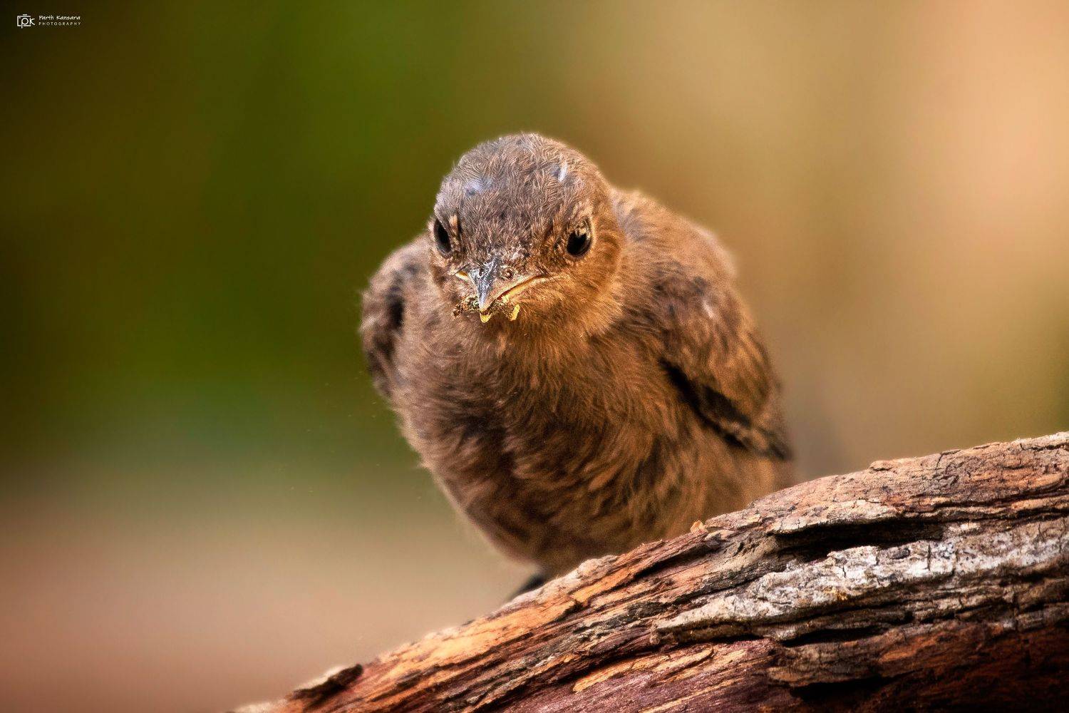 brown rock chat, indian chat, oenanthe fusca, grk, greater rann of kutch, nature, 35awards, 35photo, wildlife, birds, birds of india, parth kansara, parth kansara wildlife, indian wildlife, photo, photography, kutch, birds of kutch, nakhatrana, kutch wild, kansara parth