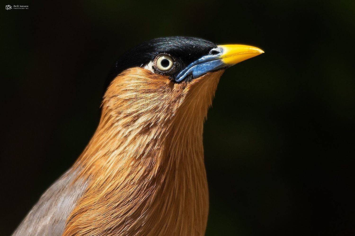 brahminy starling, sturnia pagodarum, grk, greater rann of kutch, nature, 35awards, 35photo, wildlife, birds, birds of india, parth kansara, parth kansara wildlife, indian wildlife, photo, photography, kutch, birds of kutch, nakhatrana, kutch wildlife,, kansara parth