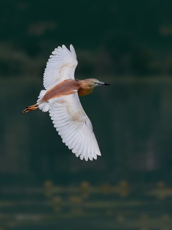 гривеста чаплаphoto preview