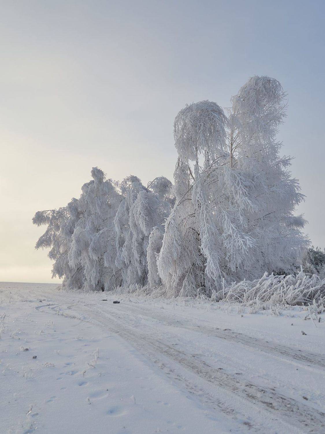 Одетые . Автор: Сергей Калёв , Сергей Калёв