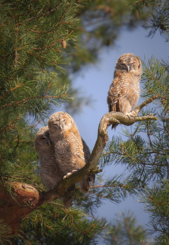 птицы, совы, слетки, серая неясыть, дятел, маленький дятел, дятлёнок, лебедь кликун, зимняк, белая куропатка, поползень, тундряные куропатки, токующие тетерева, белоспинный дятел Мой первый птичий постphoto preview