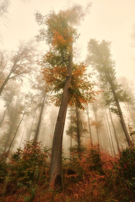 fog, autumn, forest Autumnphoto preview