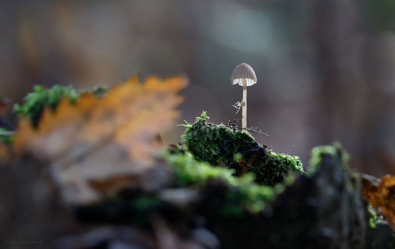 гриб, поганка, паук, макро, macro Лесная историяphoto preview