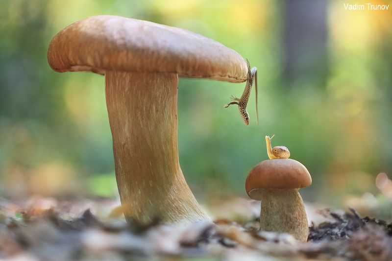 улитка, гриб, ящерица А ты, улитка, можешь так висеть? фото превью