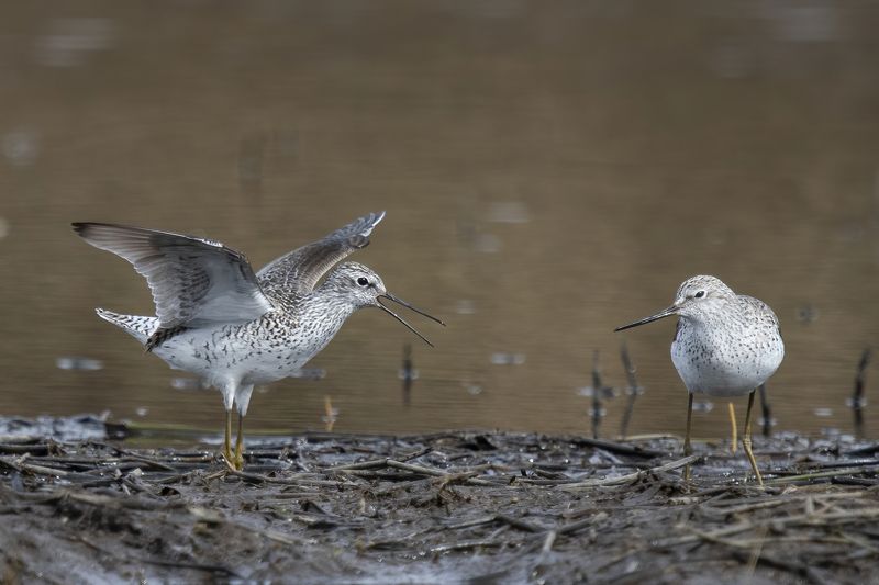 большой улит, брачный ритуал Ты выйдешь за меня?photo preview