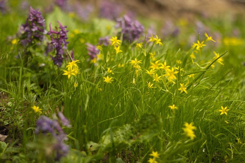гусиный лук, хохлатки, подснежники, весна, трава Гусиный лукphoto preview