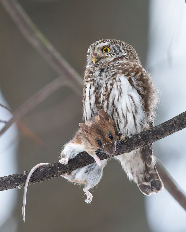 Удачная охота :)photo preview