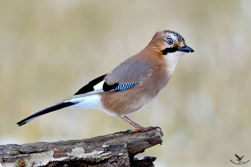 Сойкаphoto preview