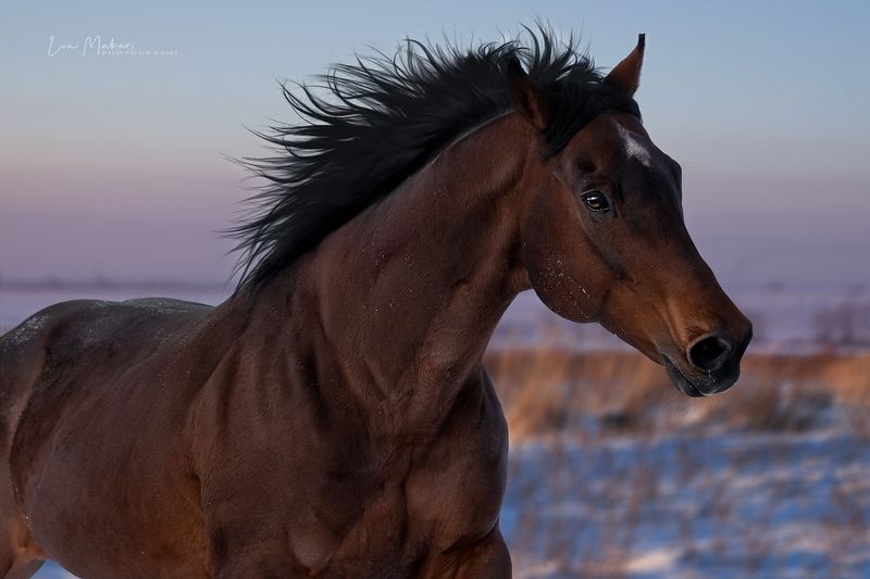 Лошадь, лошади, галоп, зимняя степь, зима, horse,horses, winter Сагнолphoto preview
