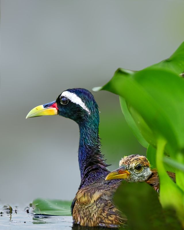 wildlife,bird,birds,nature,baby,Bronze-winged jacana, Bronze-winged jacanaphoto preview