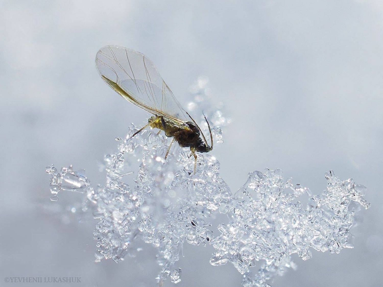 Автор: Лукашук Евгений , Лукашук Евгений