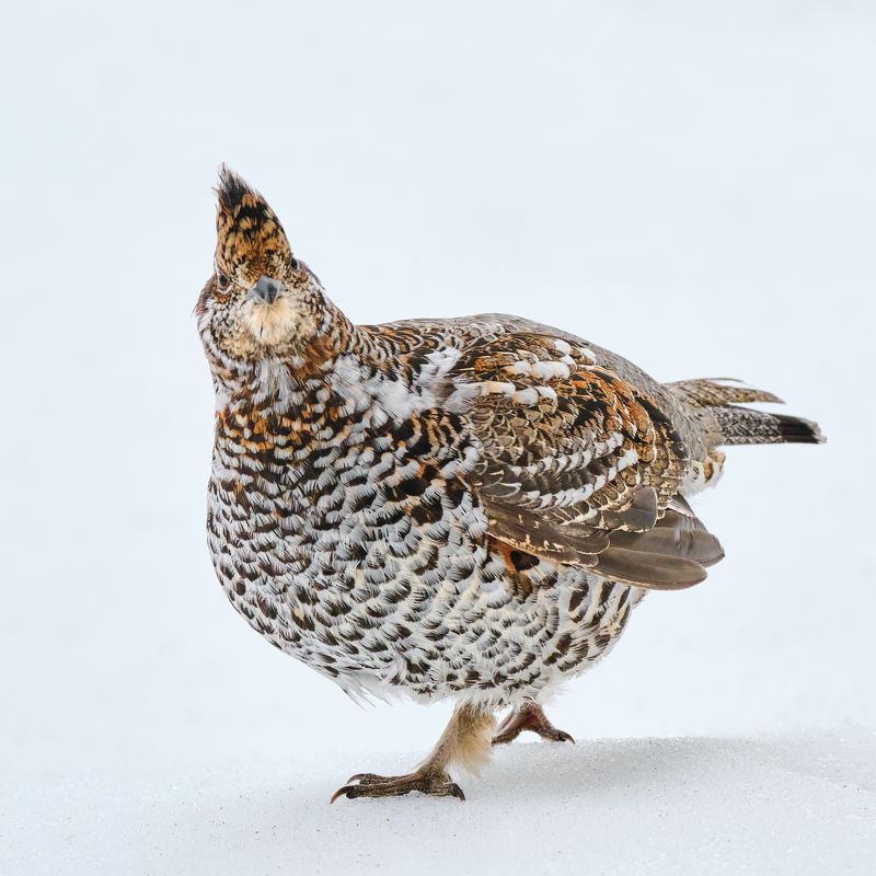 #bird #wildlife #nature #birdphotography Рябчикphoto preview