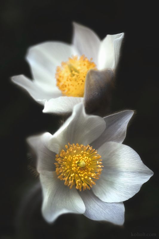 сон трава, прострел весенний, цветы, весна, волшебство, карельский перешеек, ленинградская область Пушистый цветочекphoto preview