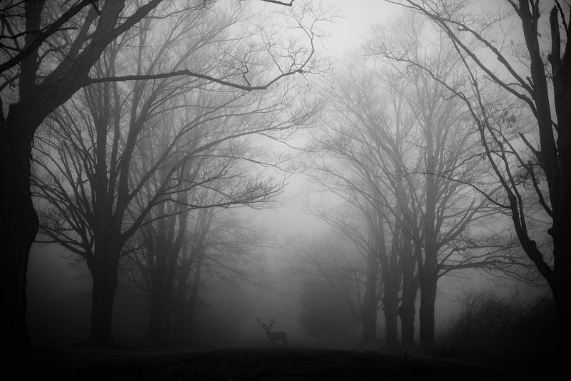 #deer #fog #wildlifephotography #wildlife An Encounter with the Wild on a Foggy Day photo preview