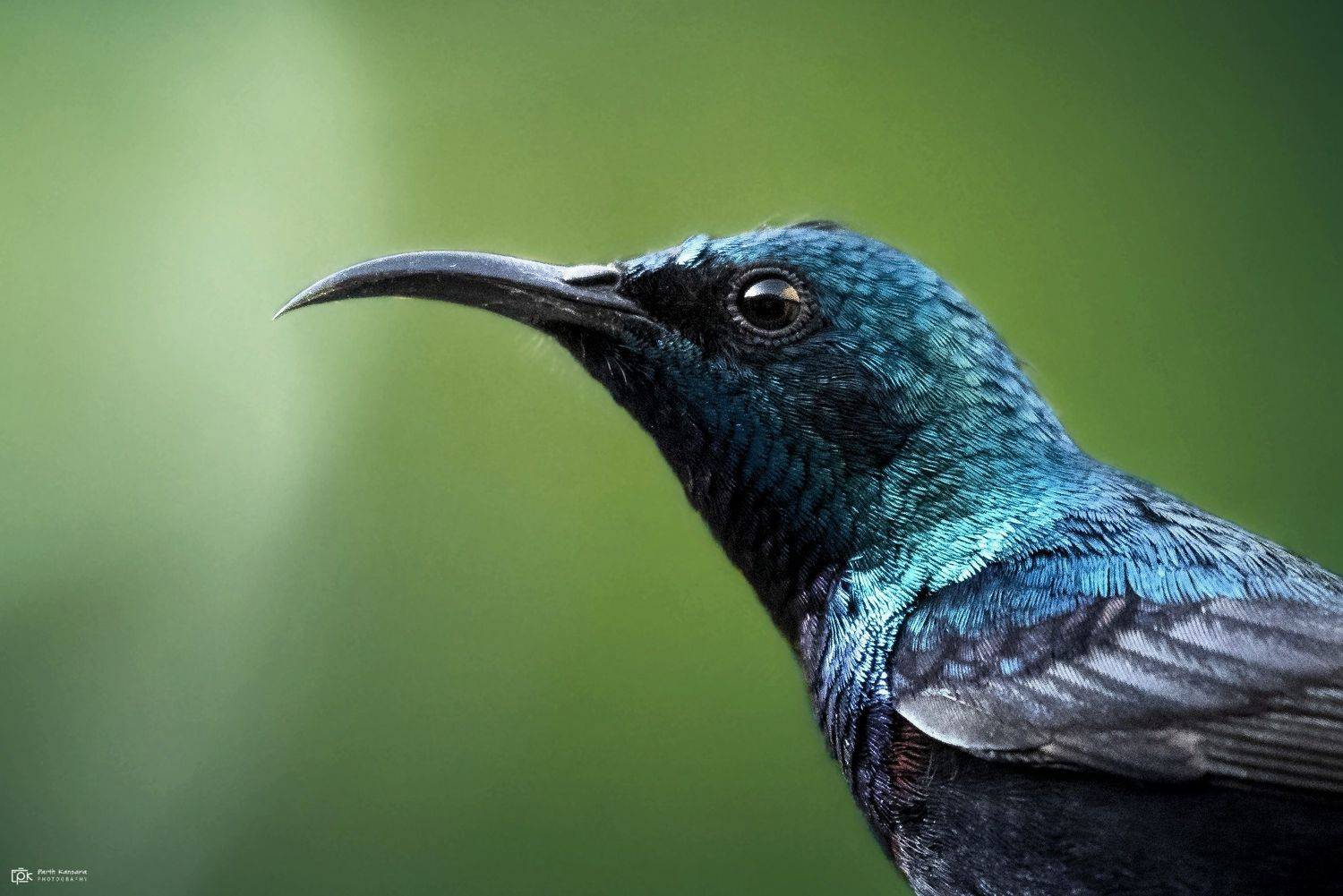 purple sunbird, cinnyris asiaticus, grk, greater rann of kutch, nature, 35awards, 35photo, wildlife, birds, birds of india, parth kansara, parth kansara wildlife, indian wildlife, photo, photography, kutch, birds of kutch, nakhatrana, kutch wildlife,, kansara parth