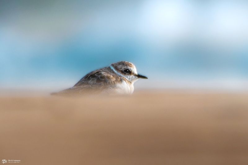 kentish plover, charadrius alexandrinus, grk, greater rann of kutch, nature, 35awards, 35photo, wildlife, birds, birds of india, parth kansara, parth kansara wildlife, indian wildlife, photo, photography, kutch, birds of kutch, nakhatrana, kutch wildlife, Kentish Plover (Charadrius alexandrinus)photo preview