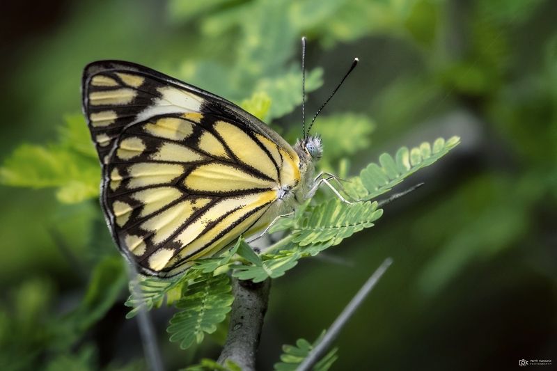 pioneer, belenois aurota, grk, greater rann of kutch, nature, 35awards, 35photo, wildlife, birds, birds of india, parth kansara, parth kansara wildlife, indian wildlife, photo, photography, kutch, birds of kutch, nakhatrana, kutch wildlife, Pioneer (Belenois aurota)photo preview