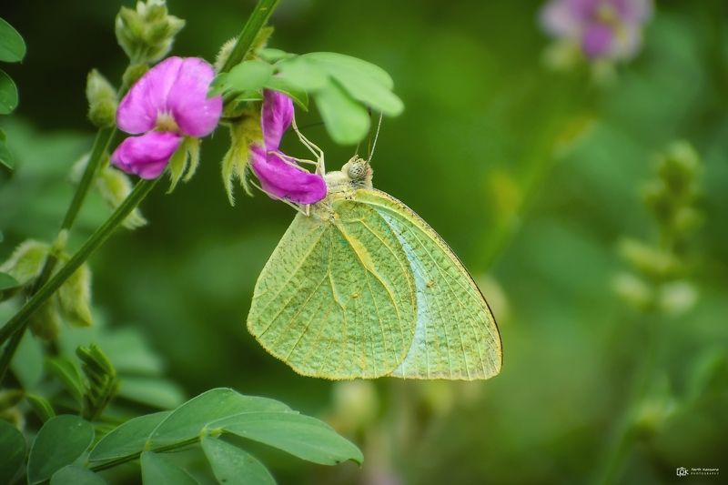 molted emigrants, catopsilia pyranthe, grk, greater rann of kutch, nature, 35awards, 35photo, wildlife, birds, birds of india, parth kansara, parth kansara wildlife, indian wildlife, photo, photography, kutch, birds of kutch, nakhatrana, kutch wildlife, molted emigrants (Catopsilia pyranthe)photo preview