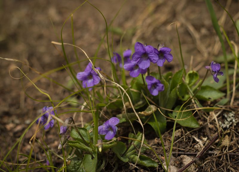 фиалки photo preview