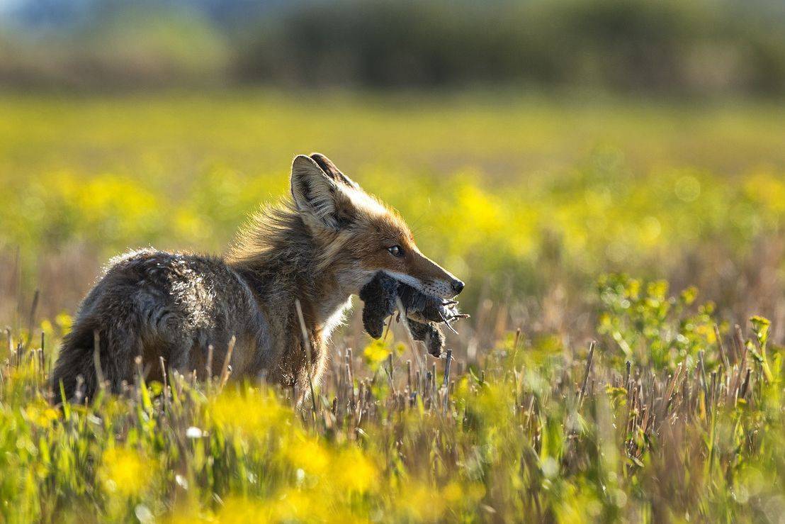 Охота задалась.... Автор: Кулаков Юрий , Кулаков Юрий