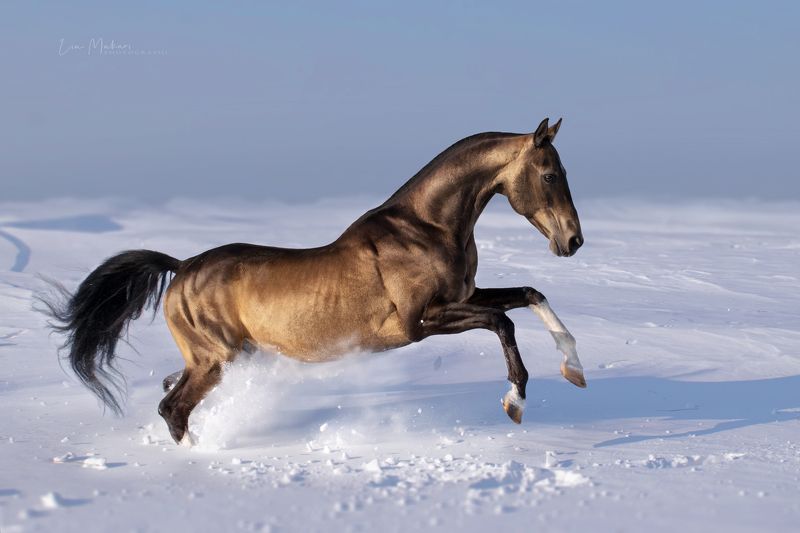 Момышулы photo preview