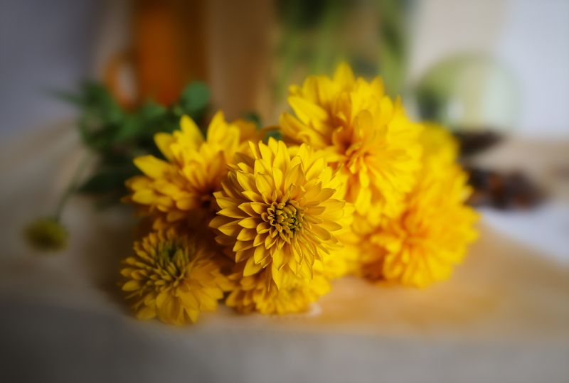 yllow, flowers, nature, lanscape, summer, autumn, bloom, blossom, garden, yard, sunny, country, countryside yellow decorative summer flowers фото превью