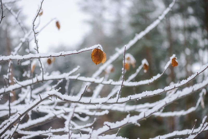 ноябрьский снегphoto preview