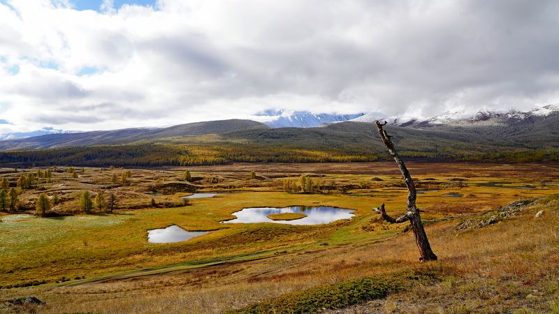 джангысколь, озеро, отражение, горы, облака, осень, сухое дерево, ештыкёль, алтай, россия Джангысколь классика под другим угломphoto preview