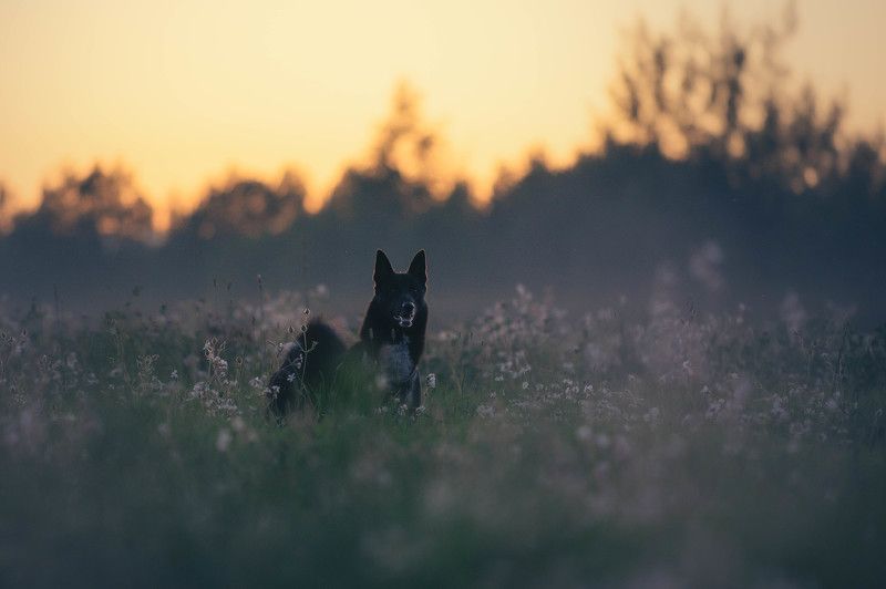 Вечерняя прогулкаphoto preview