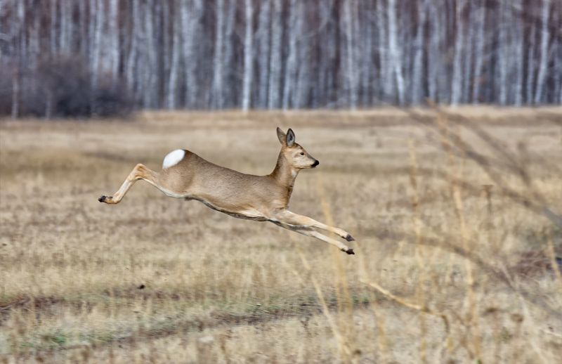 парнокопытное, косуля, животное, лес, грация леснаяphoto preview