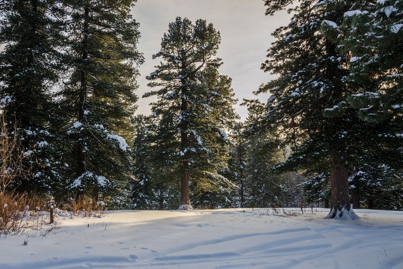 зима, томск, кедр photo preview