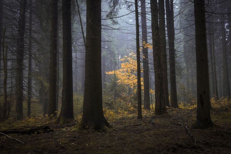 Осенний лесphoto preview