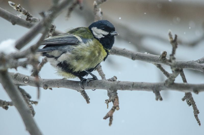 Синичкаphoto preview