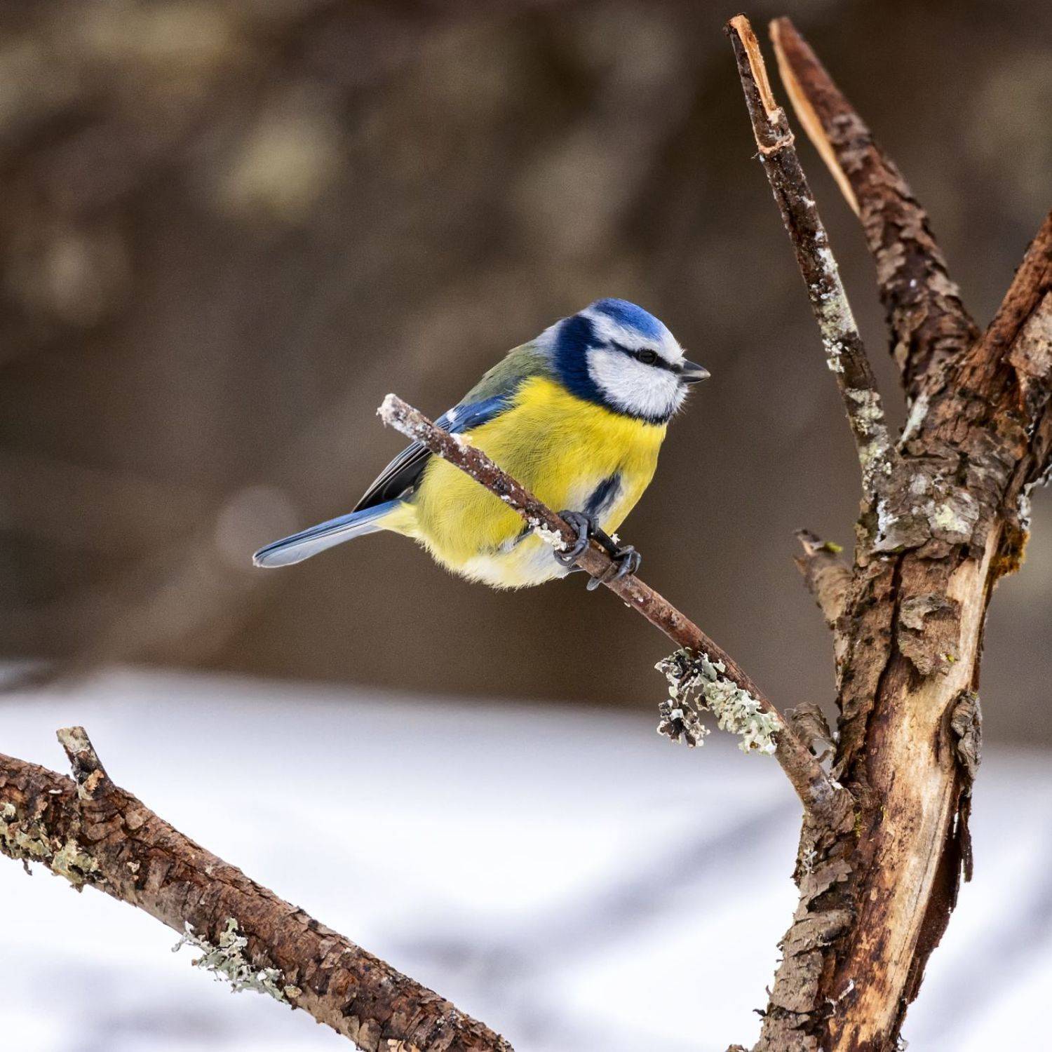 Синица лазоревка.. Автор: Анатолий Салтыков синица,зима,фотоохота., Анатолий Салтыков