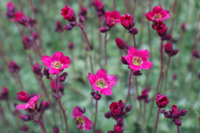 saxifraga камнеломка цветок Saxifraga Х arendsii фото превью