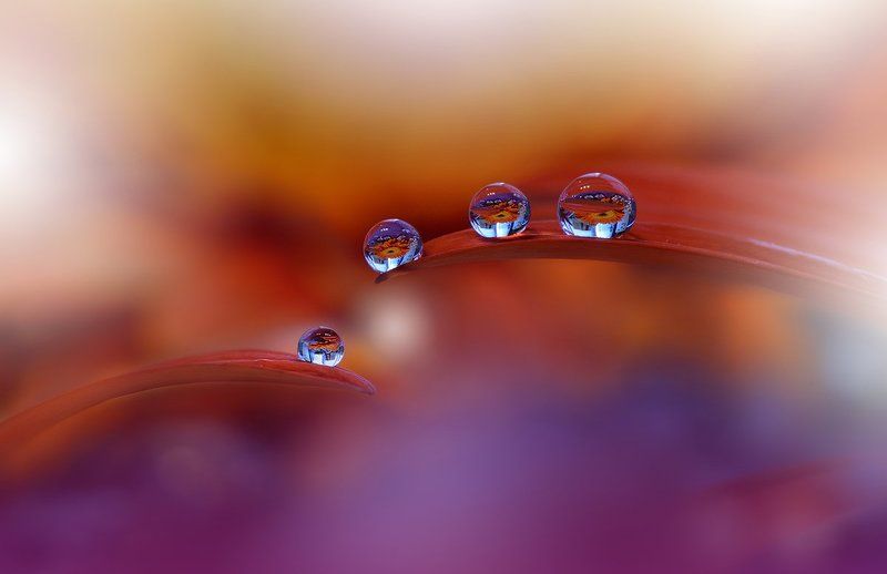 .o*O*O*`photo preview