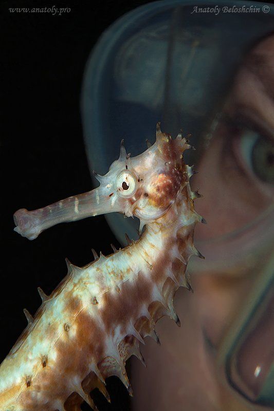 Hippocampus, Белощин, Морской Конек Hippocampus (Подводное фото)photo preview