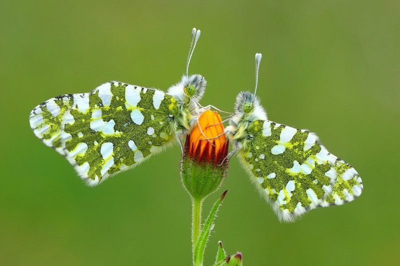 Very friendlyphoto preview